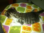 4 Kitties Ready To Be Adopt!!!! - Domestic Short Hair + Persian Cat