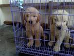 Golden Retriever Mka For Sell - Golden Retriever Dog