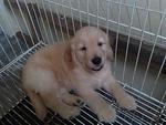 Golden Retriever Mka For Sell - Golden Retriever Dog