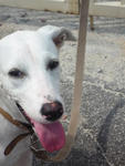 Snowy - Mixed Breed Dog