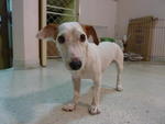 Miko, The Brownie Ears - Jack Russell Terrier Dog