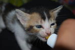 Hiren (Thanx Haziq) - Domestic Short Hair Cat