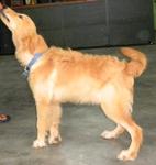 Chica - Golden Retriever Dog