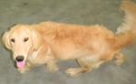 Chica - Golden Retriever Dog