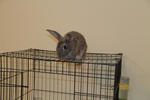 Abu N Dhabi [Adopted] - Flemish Giant Rabbit