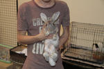 Abu N Dhabi [Adopted] - Flemish Giant Rabbit