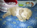 Dou Dou   【teacup Poodle】 - Poodle Dog