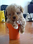 Dou Dou   【teacup Poodle】 - Poodle Dog