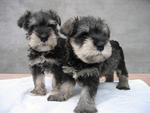 Mini Schnauzer, Champion Line Small - Schnauzer Dog