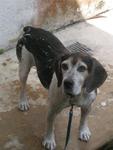 Maslow (Reward $800) - Beagle Dog