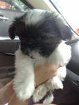 Kaoniaw - Shih Tzu Dog