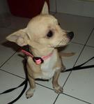 Papido - Chihuahua Dog