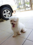 Feefy - Maltese Dog