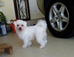 Feefy - Maltese Dog