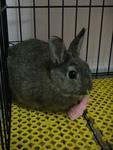 Obi Wan Kenobi - Netherland Dwarf Rabbit