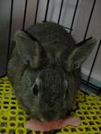 Obi Wan Kenobi - Netherland Dwarf Rabbit