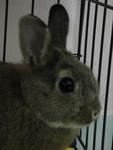 Obi Wan Kenobi - Netherland Dwarf Rabbit