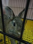 Obi Wan Kenobi - Netherland Dwarf Rabbit