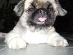 Bobo - Pekingese Dog