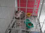 White &amp; Sable Female Cat - Domestic Short Hair Cat