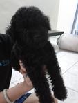 Black Toy Poodle  - Poodle Dog