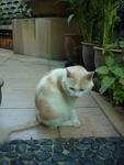 Yellow - Domestic Long Hair Cat