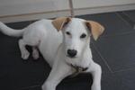 Polar - Mixed Breed Dog