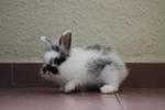 Misai Comot - American Fuzzy Lop + Jersey Wooly Rabbit