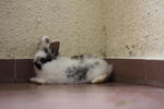 Misai Comot - American Fuzzy Lop + Jersey Wooly Rabbit