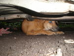 poor girl under the car, always hide when somebody near her. 