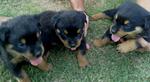 Black Rose, Jack, Razor(Rottweiler) - Rottweiler Dog