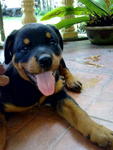 Black Rose, Jack, Razor(Rottweiler) - Rottweiler Dog