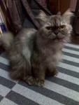 Dolly - Persian Cat