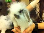 Munchkin - Lop Eared Rabbit