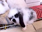 Spunky - Lop Eared Rabbit