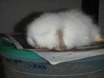 Lop Ear Mix Anggora - Lop Eared + Angora Rabbit Rabbit