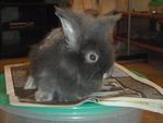 Anggora Mix  - Angora Rabbit Rabbit