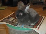 Anggora Mix  - Angora Rabbit Rabbit