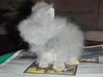 Teddy Bear High Quality - Angora Rabbit Rabbit