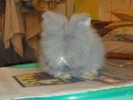 Teddy Bear High Quality - Angora Rabbit Rabbit