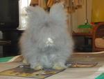 Teddy Bear High Quality - Angora Rabbit Rabbit