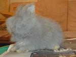 Teddy Bear High Quality - Angora Rabbit Rabbit