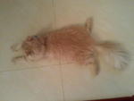 Puss - Persian Cat