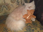 Puss - Persian Cat