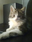 Jdi - Maine Coon Cat