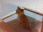 Cheezy still shy when 1st time came to her new house...