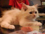 Cheezy - Persian Cat