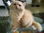 Cheezy - Persian Cat