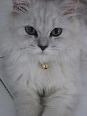 Sandy - Chinchilla + Persian Cat