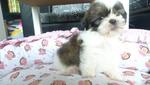 Shih Tzu Puppy For Sale - Shih Tzu Dog